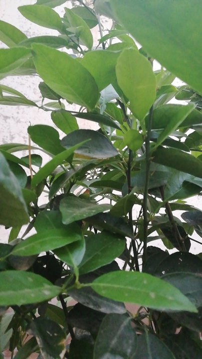 مشاركاتي في أنت الراصد