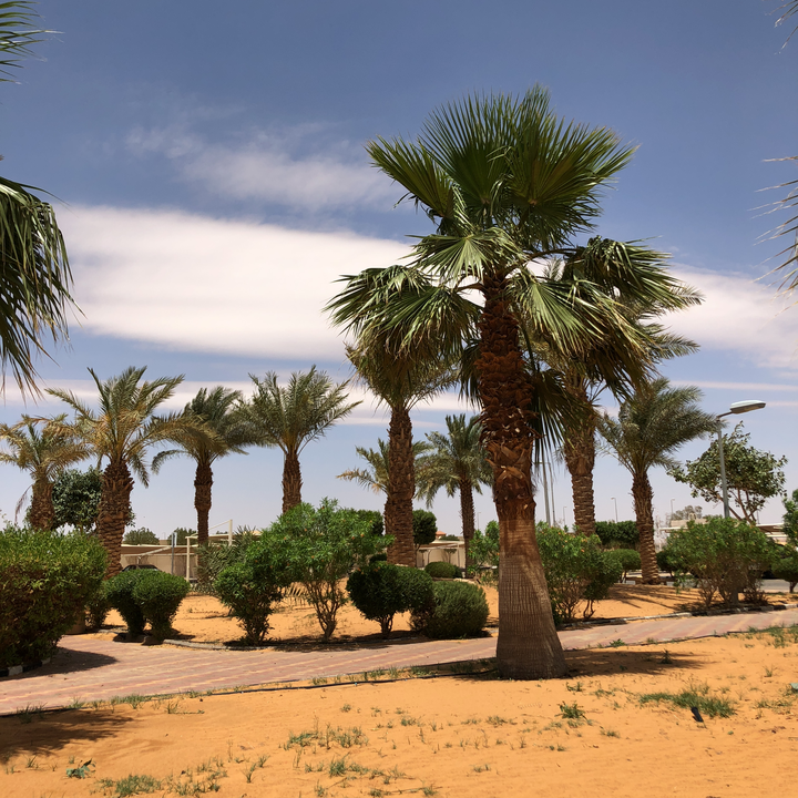 مشاركاتي في أنت الراصد