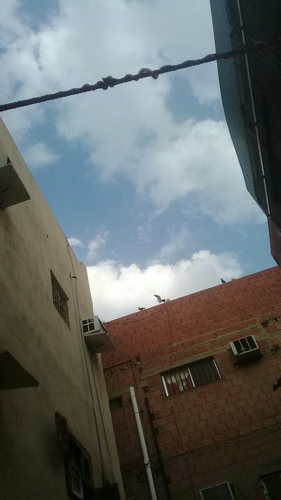 مشاركاتي في أنت الراصد