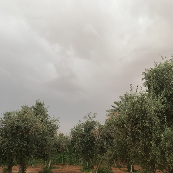 مشاركاتي في أنت الراصد