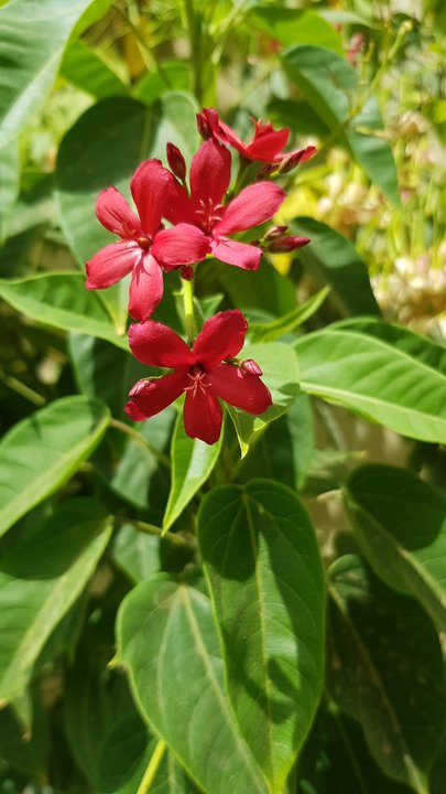 مشاركاتي في أنت الراصد