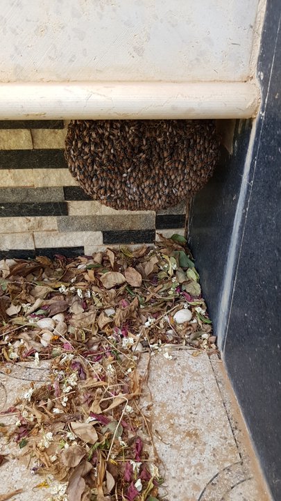 مشاركاتي في أنت الراصد