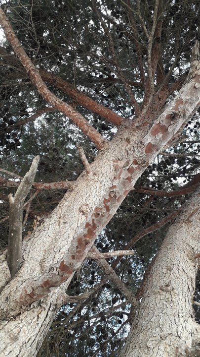 مشاركاتي في أنت الراصد