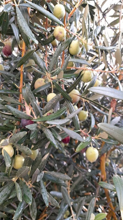 مشاركاتي في أنت الراصد