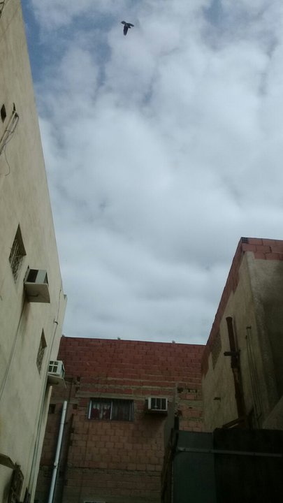 مشاركاتي في أنت الراصد