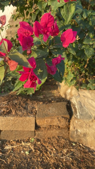 مشاركاتي في أنت الراصد