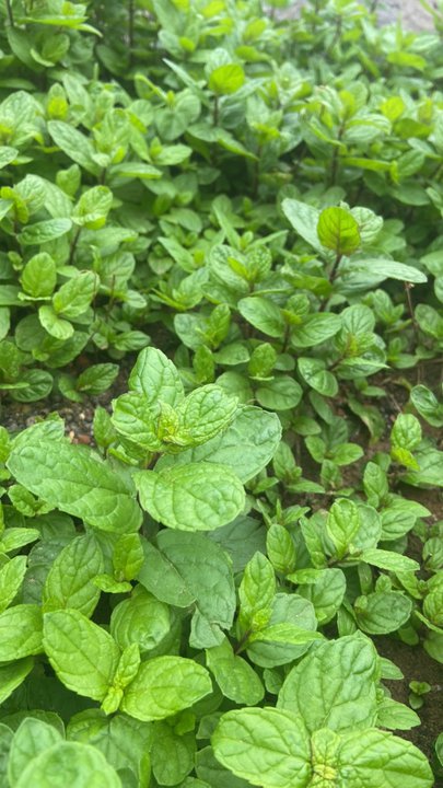 Mes publications Crowdsourcing