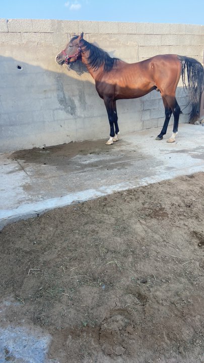 Mes publications Crowdsourcing