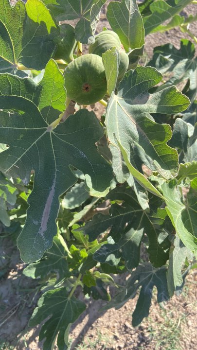 Mes publications Crowdsourcing