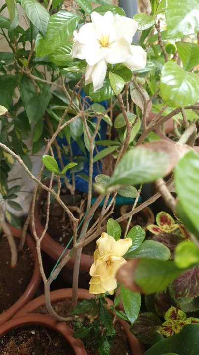 مشاركاتي في أنت الراصد