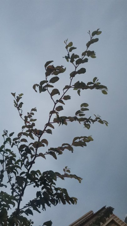 Mes publications Crowdsourcing