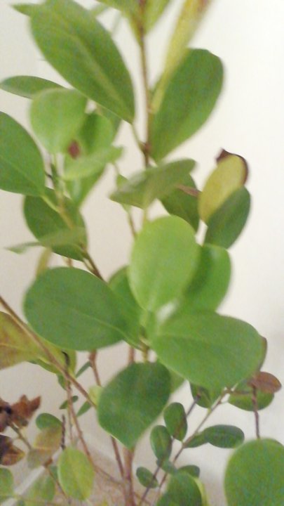 مشاركاتي في أنت الراصد