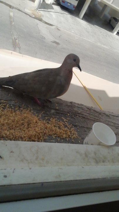 مشاركاتي في أنت الراصد