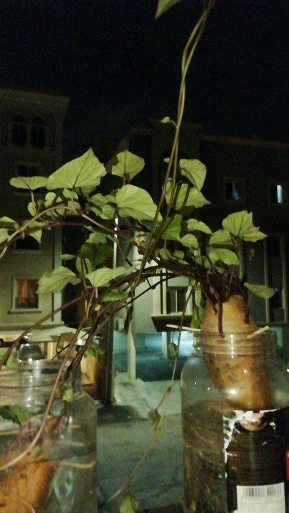 Mes publications Crowdsourcing