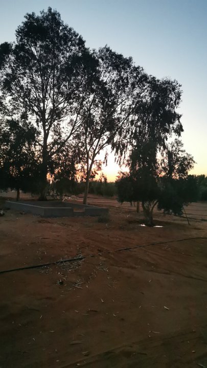 مشاركاتي في أنت الراصد