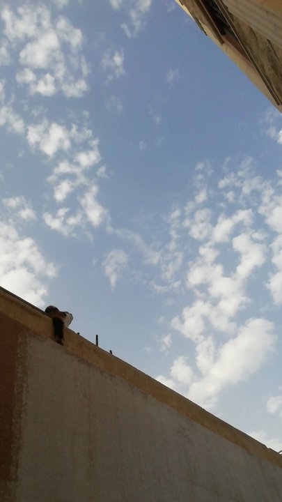 مشاركاتي في أنت الراصد