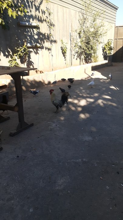 مشاركاتي في أنت الراصد