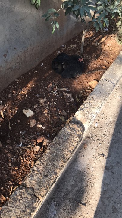 مشاركاتي في أنت الراصد