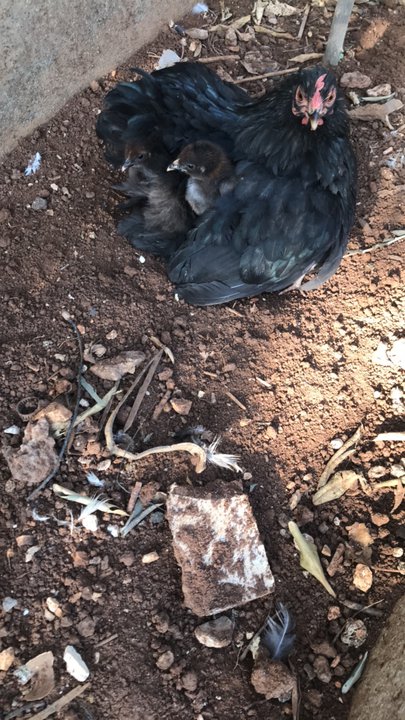 مشاركاتي في أنت الراصد