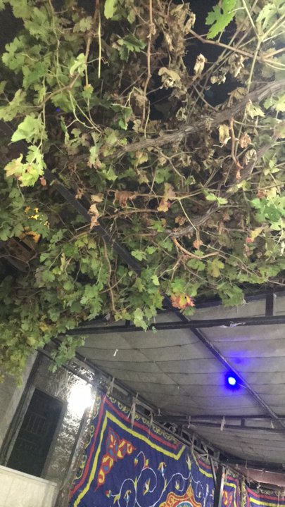 مشاركاتي في أنت الراصد