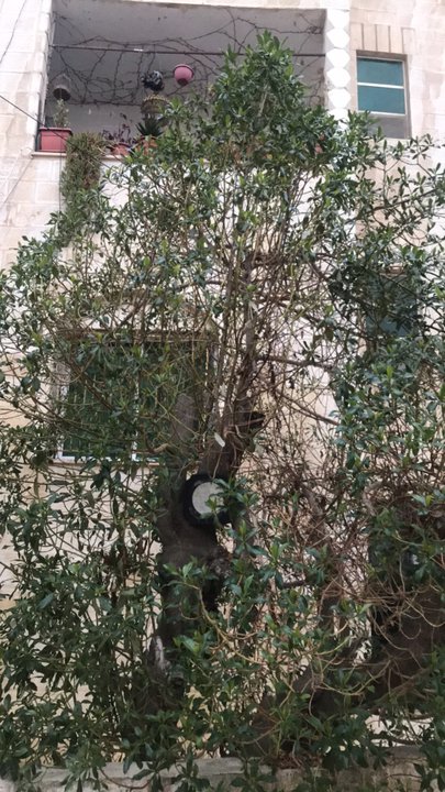 مشاركاتي في أنت الراصد