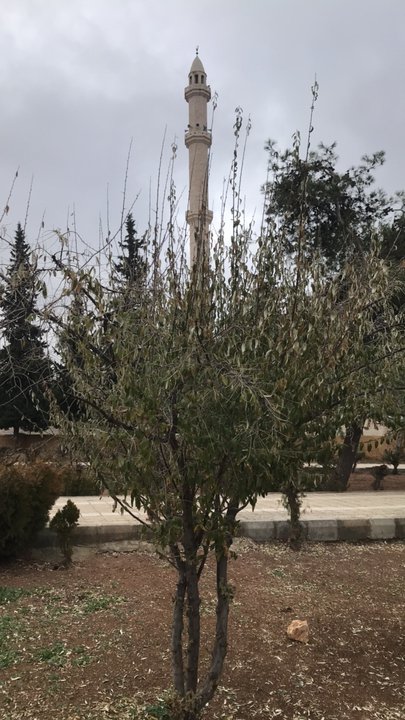 مشاركاتي في أنت الراصد