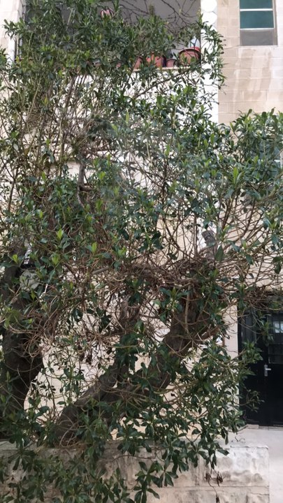 مشاركاتي في أنت الراصد