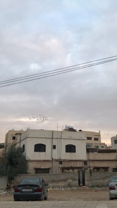 مشاركاتي في أنت الراصد