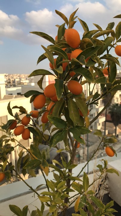 مشاركاتي في أنت الراصد