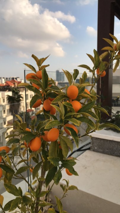 مشاركاتي في أنت الراصد