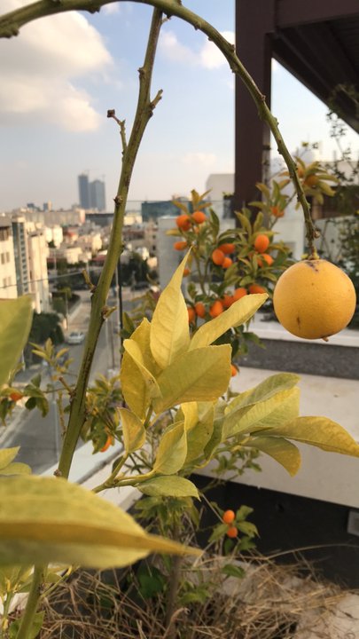 مشاركاتي في أنت الراصد