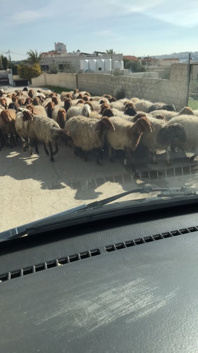 مشاركاتي في أنت الراصد