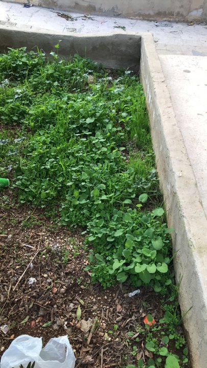 مشاركاتي في أنت الراصد