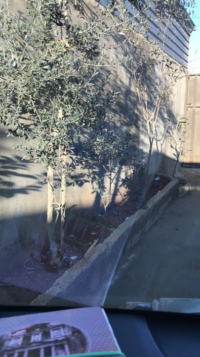 مشاركاتي في أنت الراصد