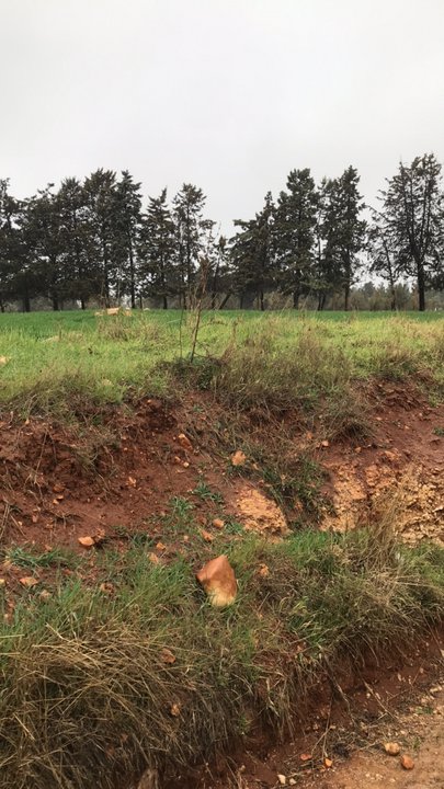 مشاركاتي في أنت الراصد