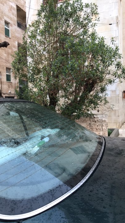 مشاركاتي في أنت الراصد