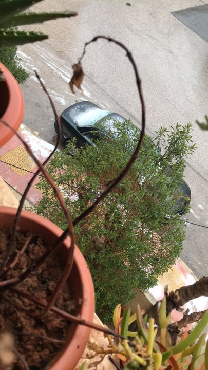 مشاركاتي في أنت الراصد