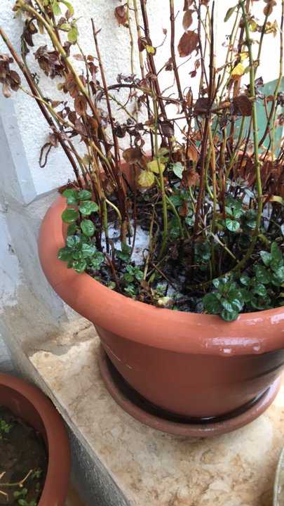 مشاركاتي في أنت الراصد