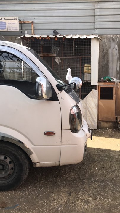 مشاركاتي في أنت الراصد