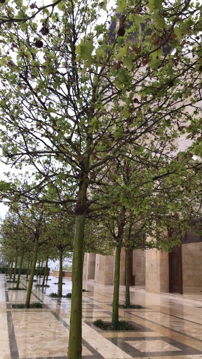 مشاركاتي في أنت الراصد