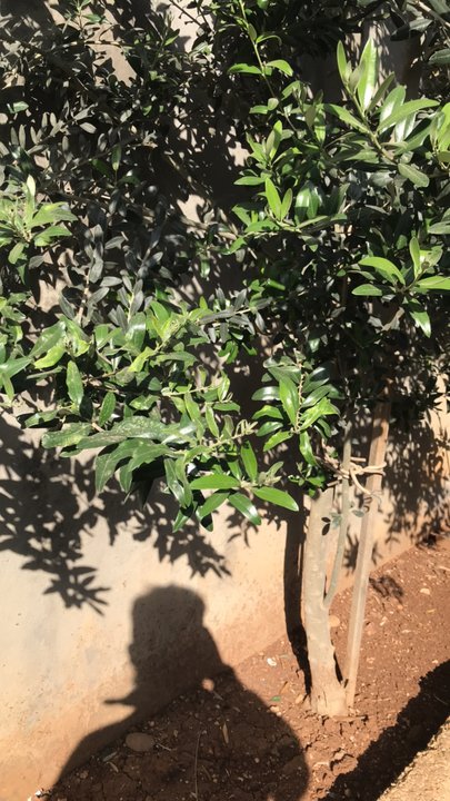 مشاركاتي في أنت الراصد