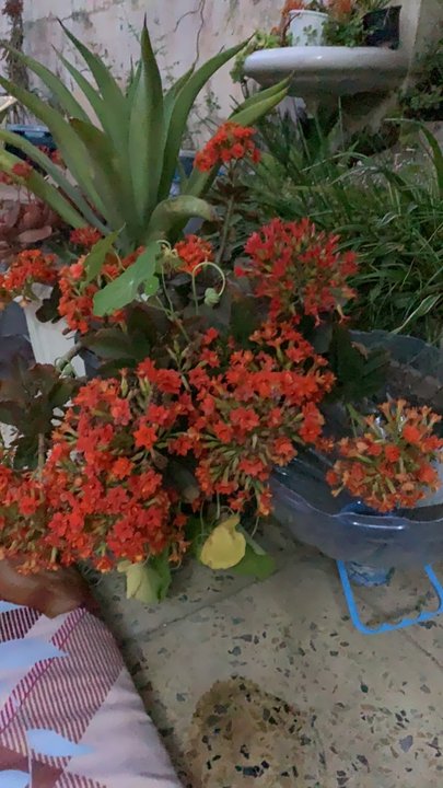 مشاركاتي في أنت الراصد