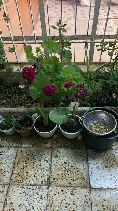 مشاركاتي في أنت الراصد