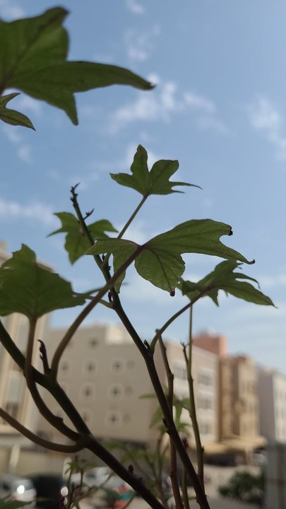 مشاركاتي في أنت الراصد