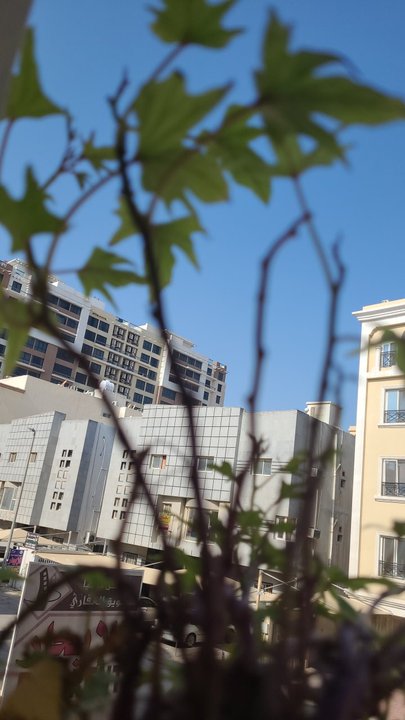 مشاركاتي في أنت الراصد