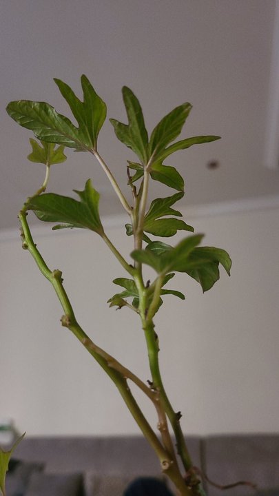 مشاركاتي في أنت الراصد