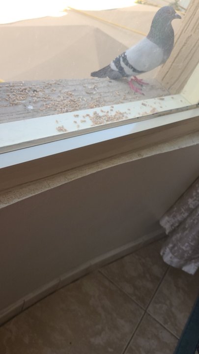 مشاركاتي في أنت الراصد