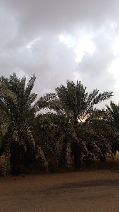 مشاركاتي في أنت الراصد