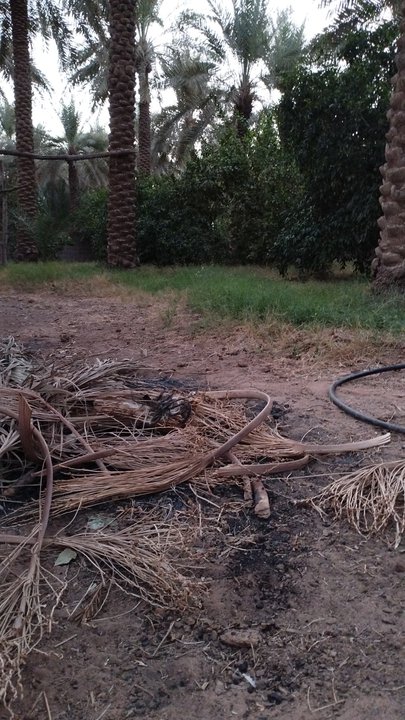 مشاركاتي في أنت الراصد