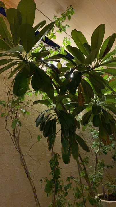 مشاركاتي في أنت الراصد